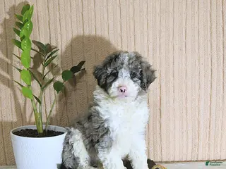 Mini Bernedoodle dogs Juliet - Ad 3