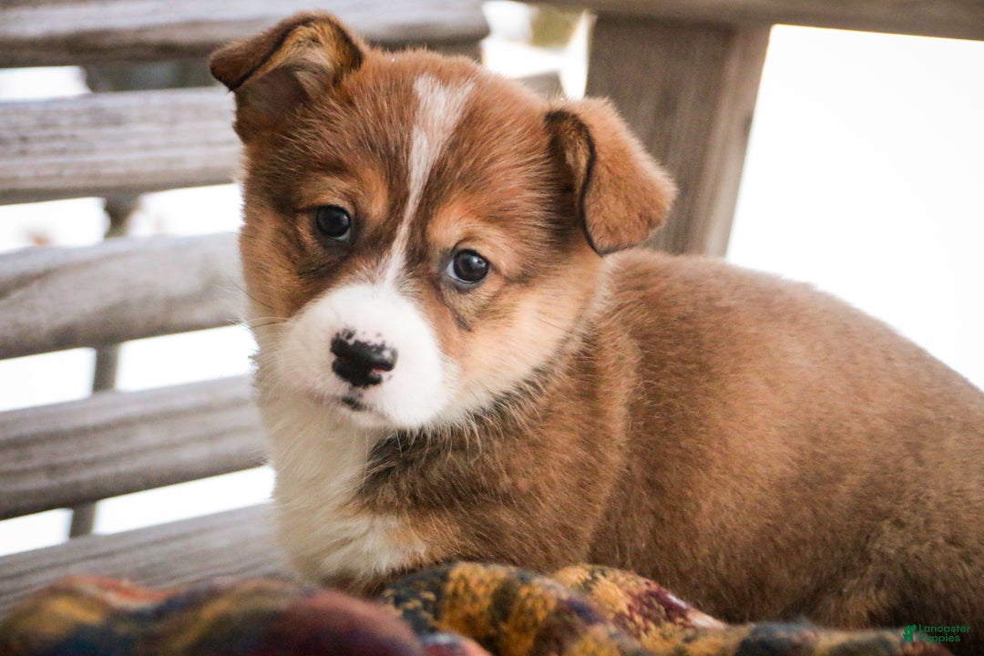 Welsh Corgi Pembroke dogs for sale: Muffin - Ad 3