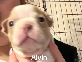 Boston Terrier dogs Alvin - Ad 26