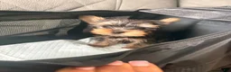 Yorkshire Terrier dogs for sale: Yorkshire Terrier 1 - Ad 4