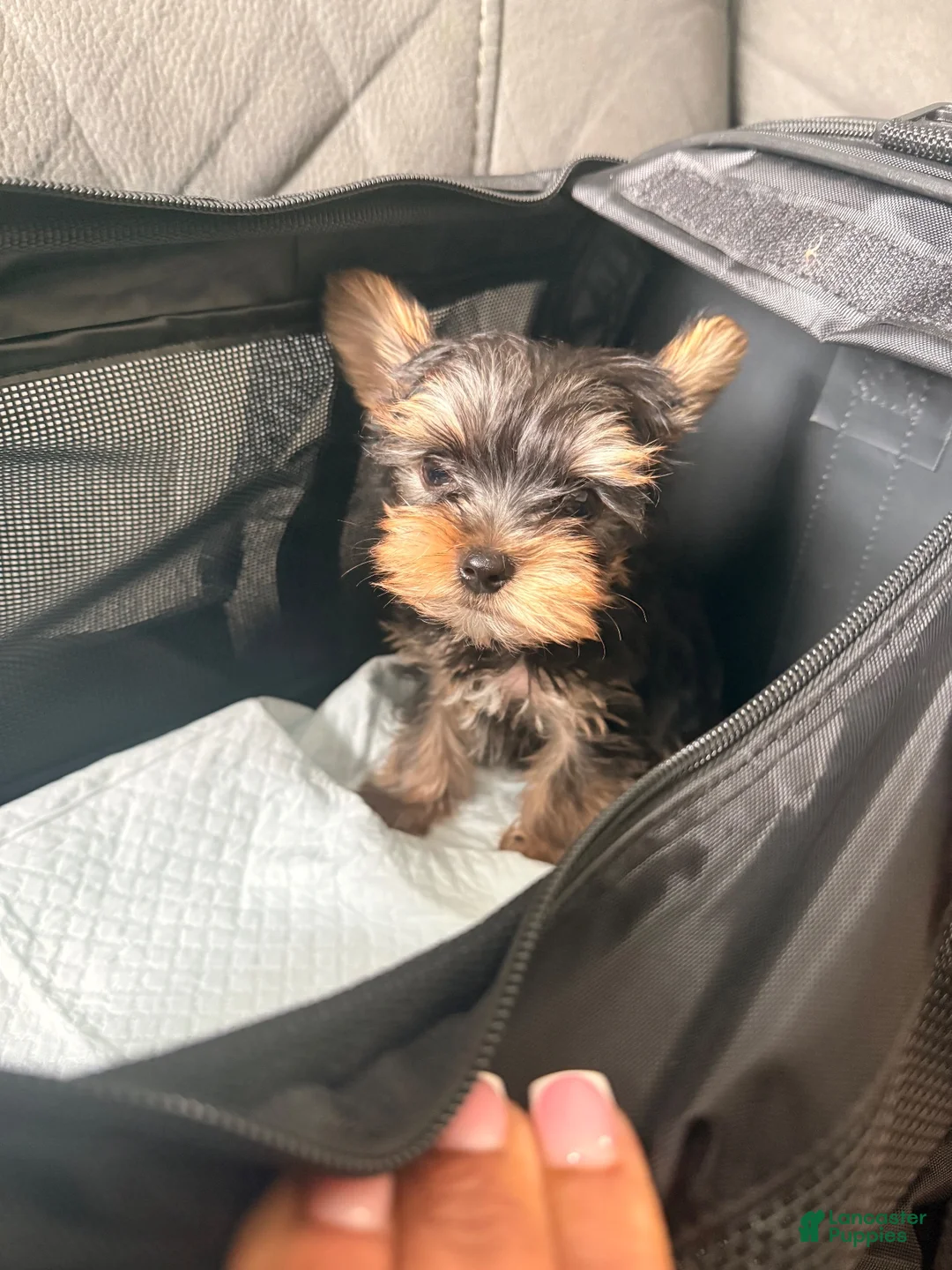 Yorkshire Terrier dogs for sale: Yorkshire Terrier 1 - Ad 4