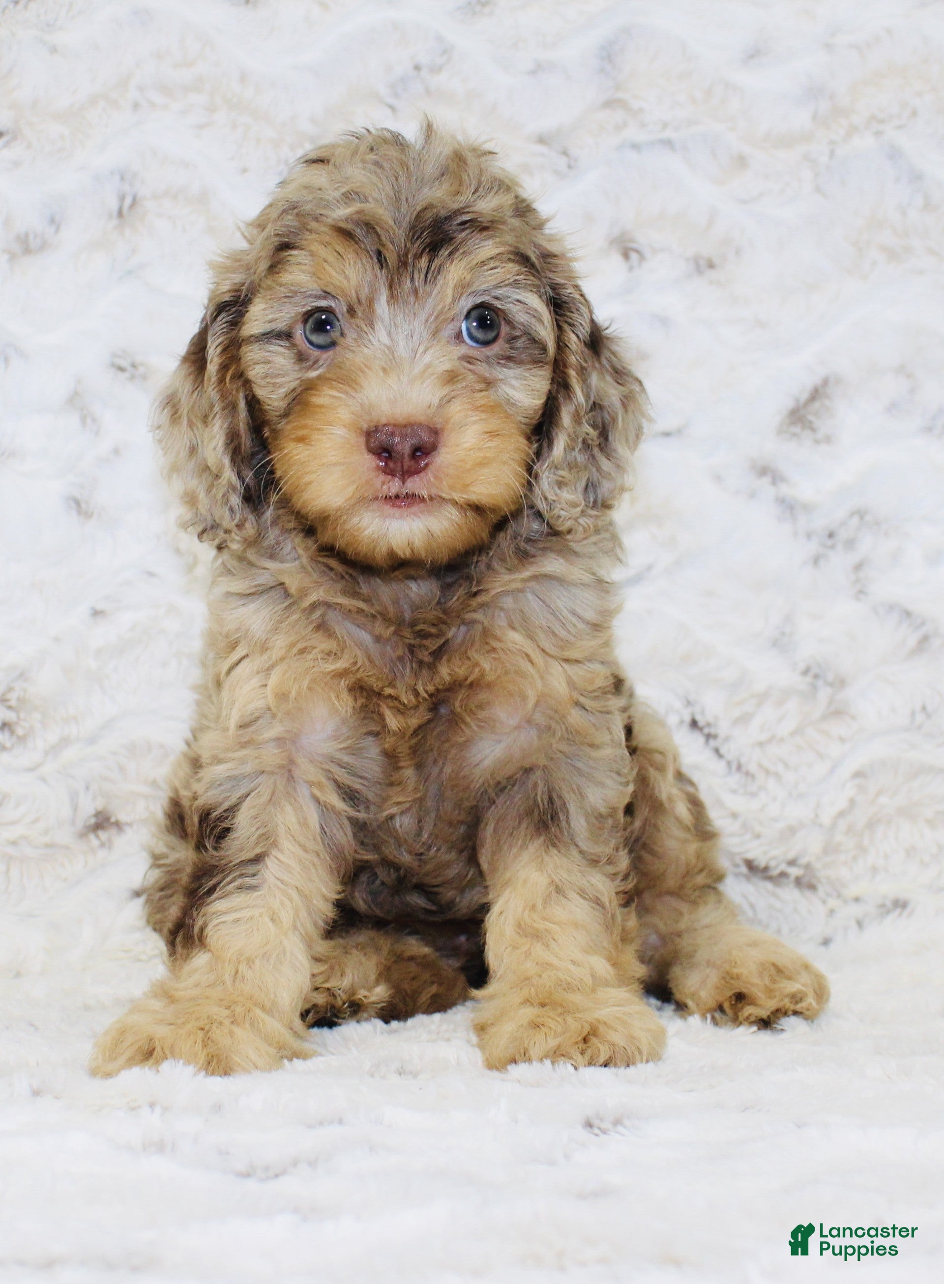 Cavapoo dogs Cupcake - Ad 2