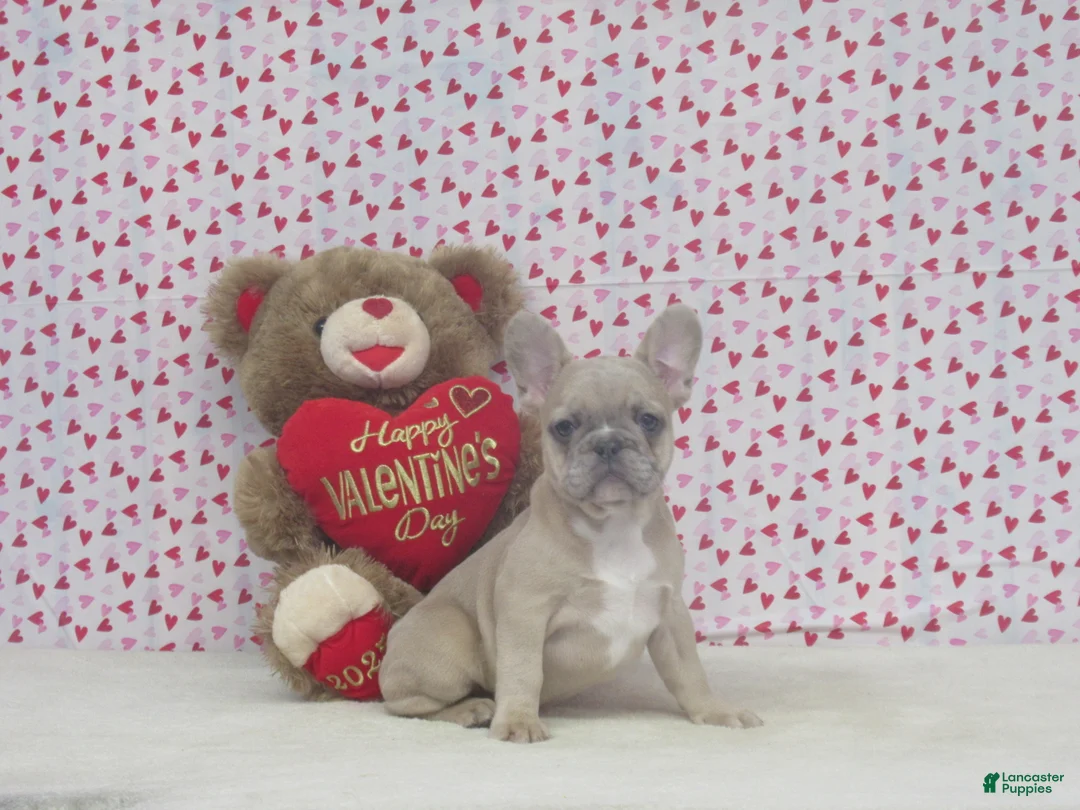 French Bulldog dogs for sale: AKC Nellie - Ad 1