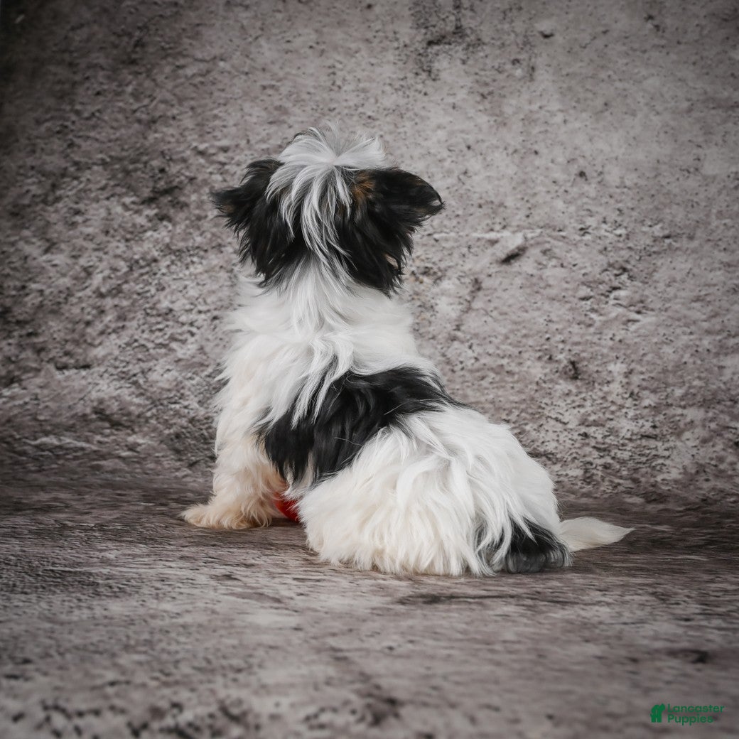 Morkie dogs for sale: Marlow - Ad 8