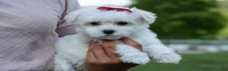 Maltese dogs for sale: OSCAR - Ad 2
