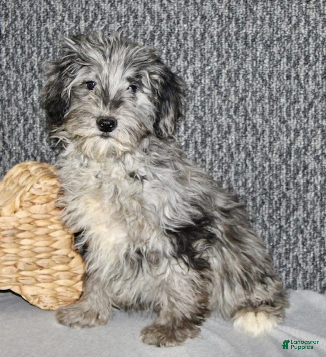 Mixed Breed dogs for sale: Parker - Ad 4