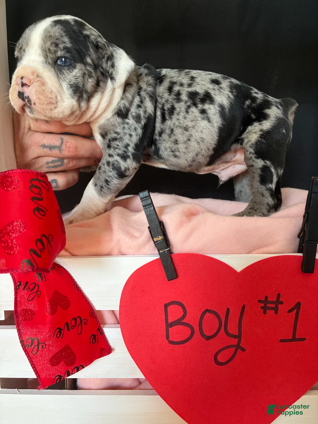 Olde English Bulldogge dogs for sale: Olde English Bulldogge Puppy 1 - Ad 3