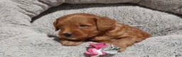 Mini Goldendoodle dogs for sale: Muffin 🌷GenClearParents - Ad 2
