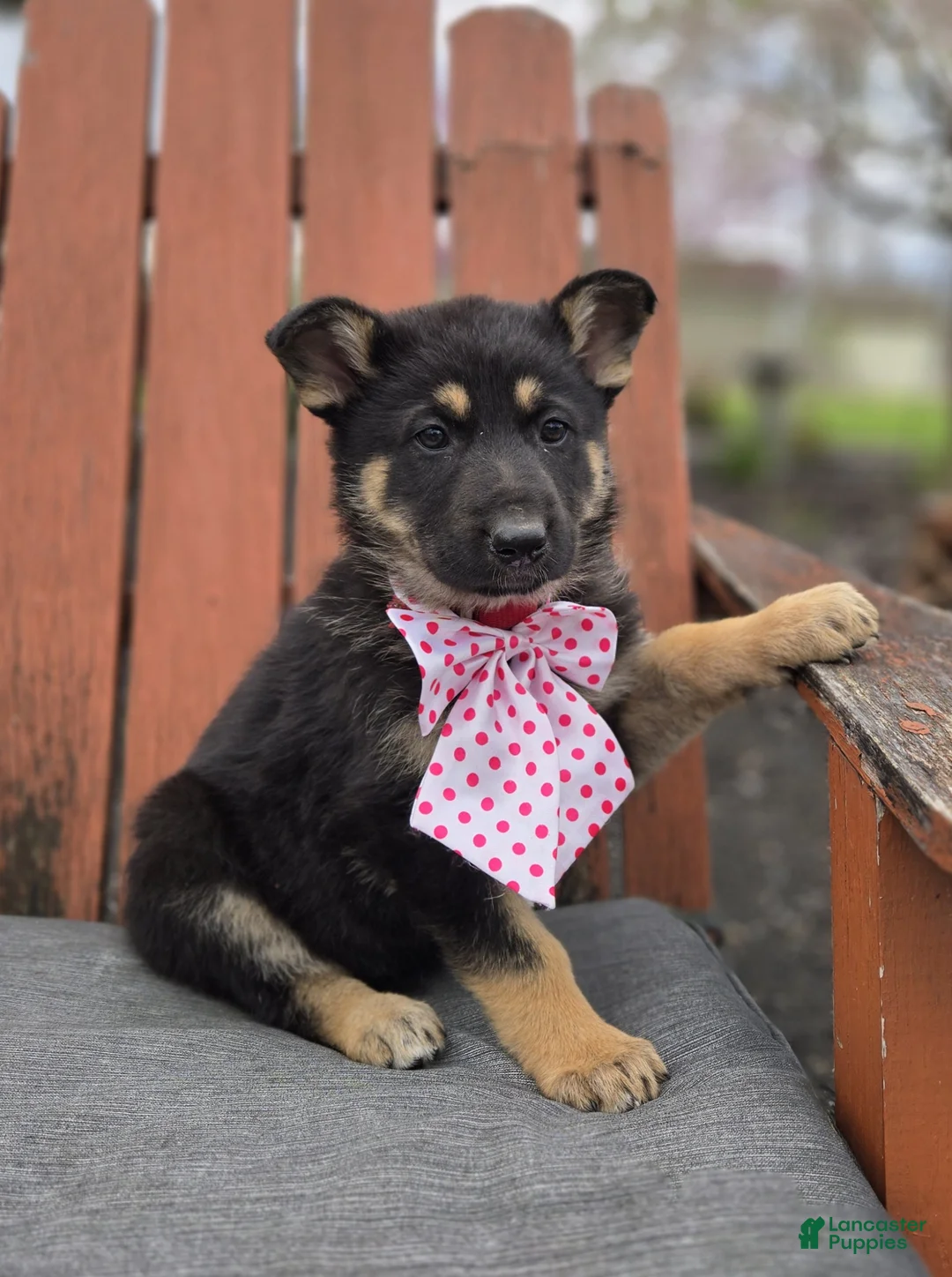 German Shepherd dogs for sale: Kate - Ad 2