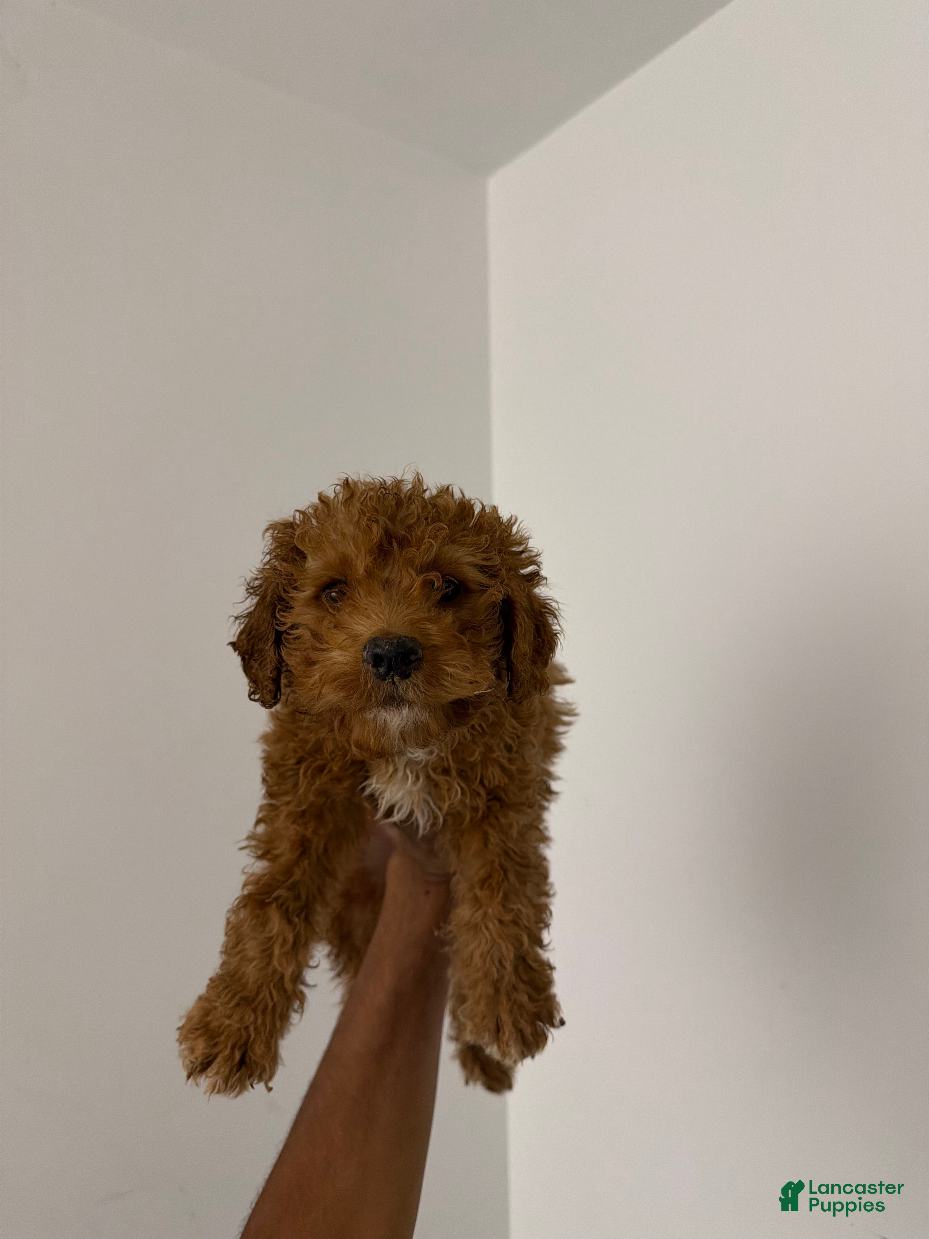 Mixed Breed dogs Max - Ad 41