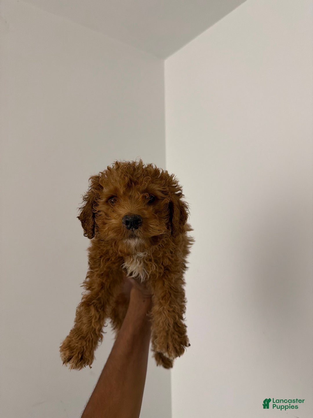 Mixed Breed dogs for sale: Max - Ad 1