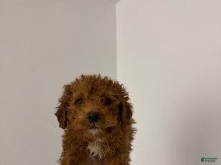 Mixed Breed dogs Max - Ad 42