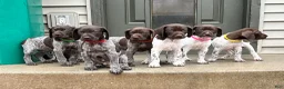 German Shorthaired Pointer dogs for sale: German Shorthaired Pointer Puppy 1 - Ad 24