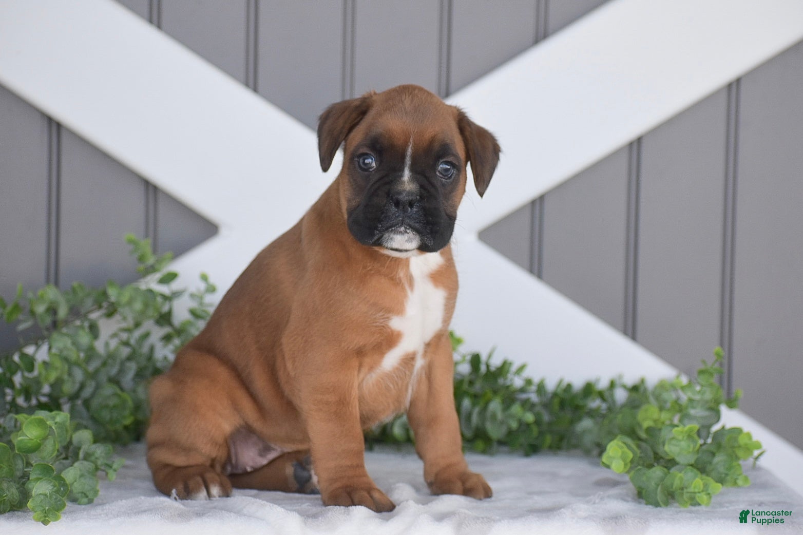 Boxer dogs Gianna - Ad 2