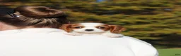 Cavalier King Charles Spaniel dogs for sale: Arlo - Ad 10