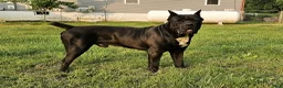 Cane Corso dogs for sale: Darcy - Ad 21