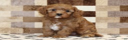Cavapoo dogs for sale: Elsa - Ad 4