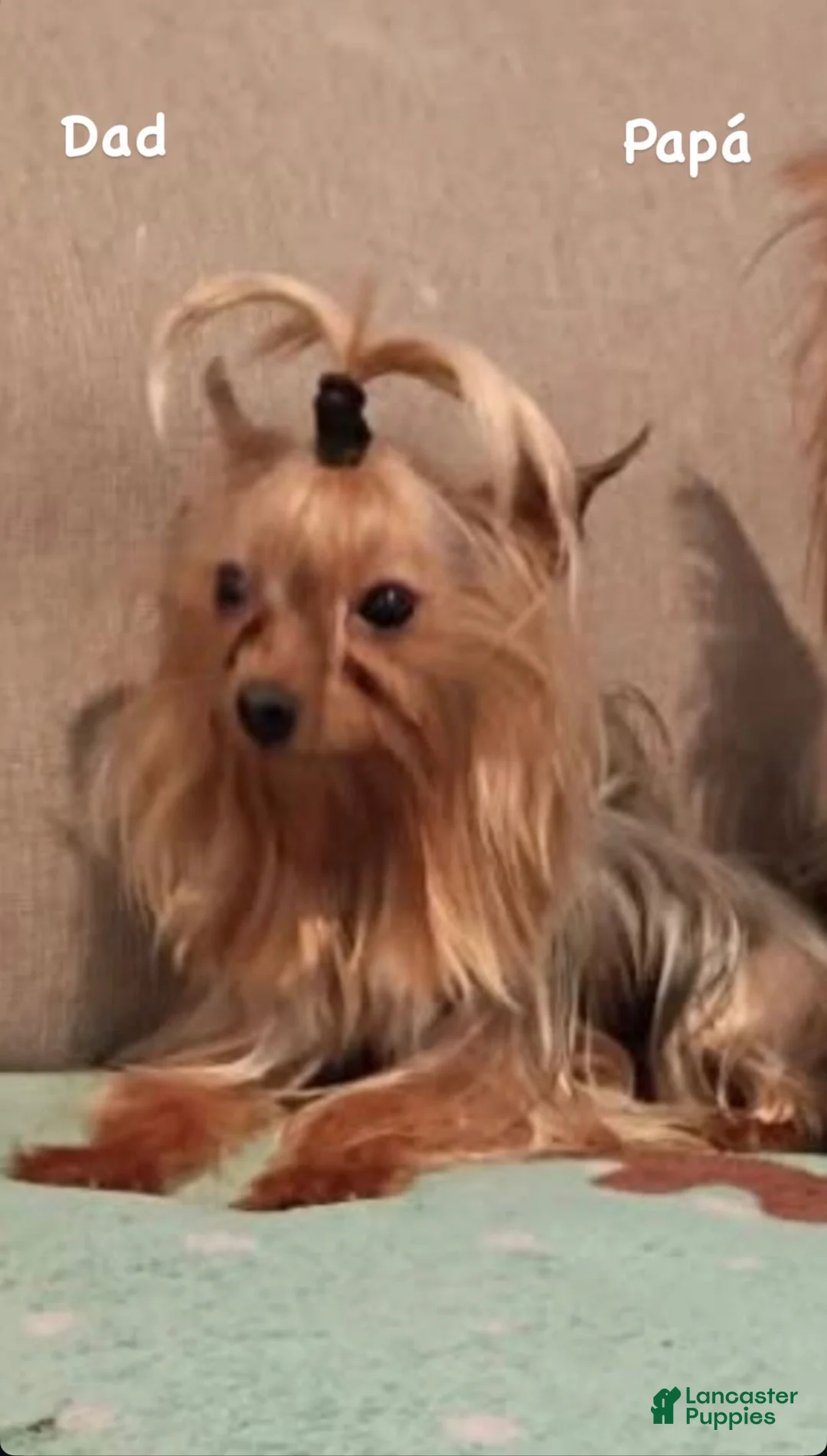 Yorkshire Terrier dogs for sale: Yorkshire Terrier Puppy 2 - Ad 5