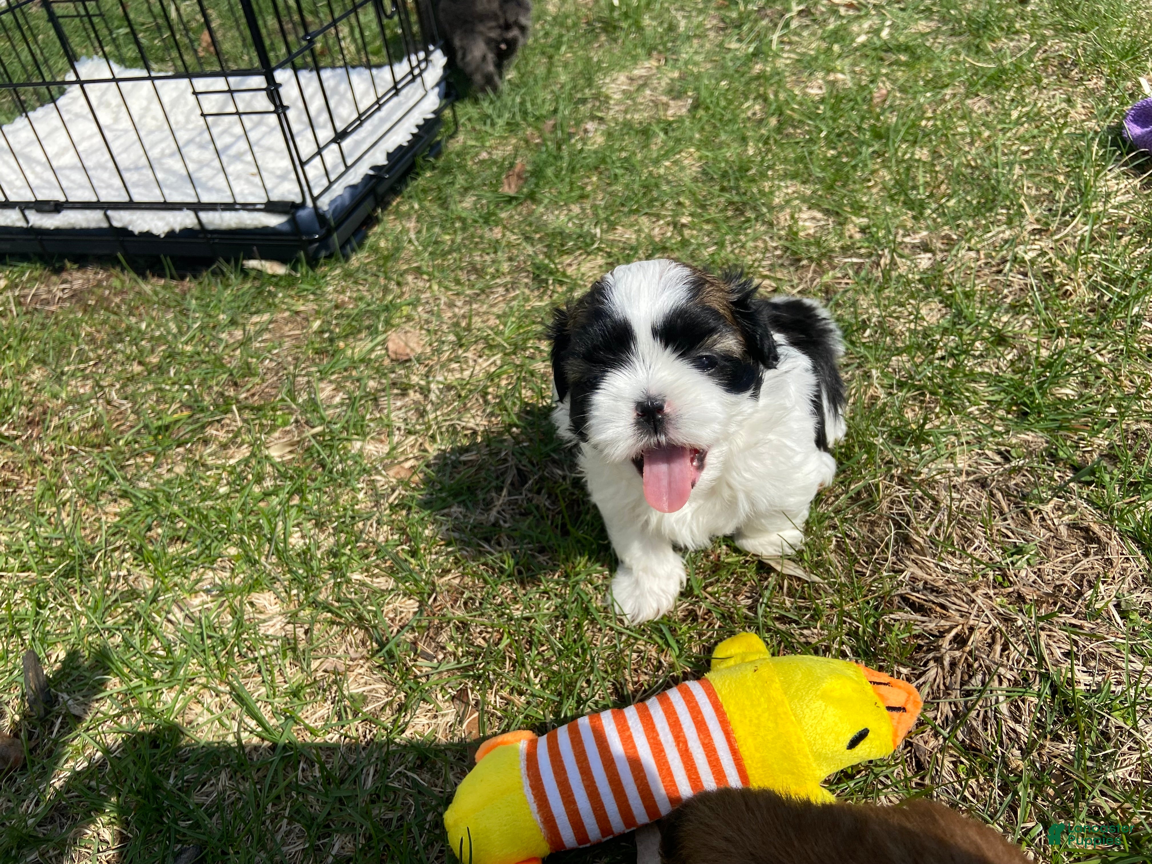 Shih Tzu dogs Shih Tzu Puppy 1 - Ad 12