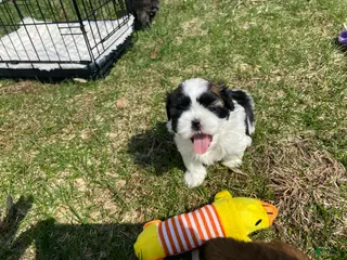 Shih Tzu dogs Shih Tzu Puppy 1 - Ad 12