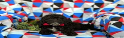 Mini Goldendoodle dogs for sale: Clifton Hypoallergenic - Ad 5