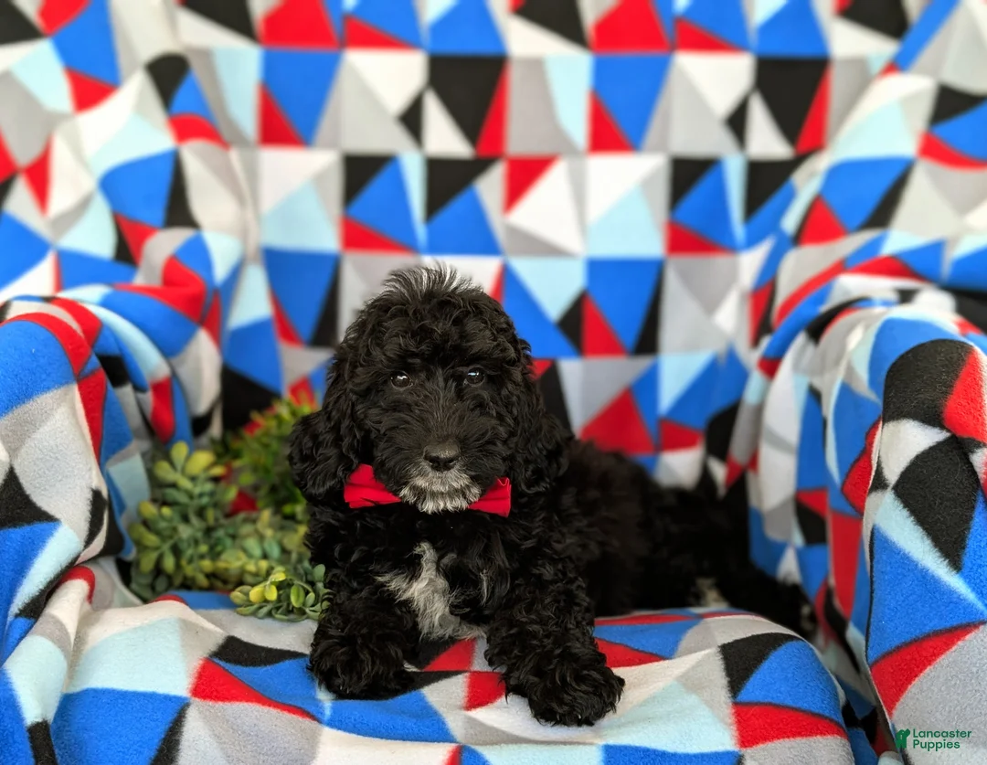 Mini Goldendoodle dogs for sale: Clifton Hypoallergenic - Ad 5