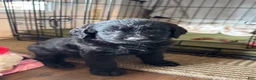Labradoodle dogs for sale: Skye - Ad 4