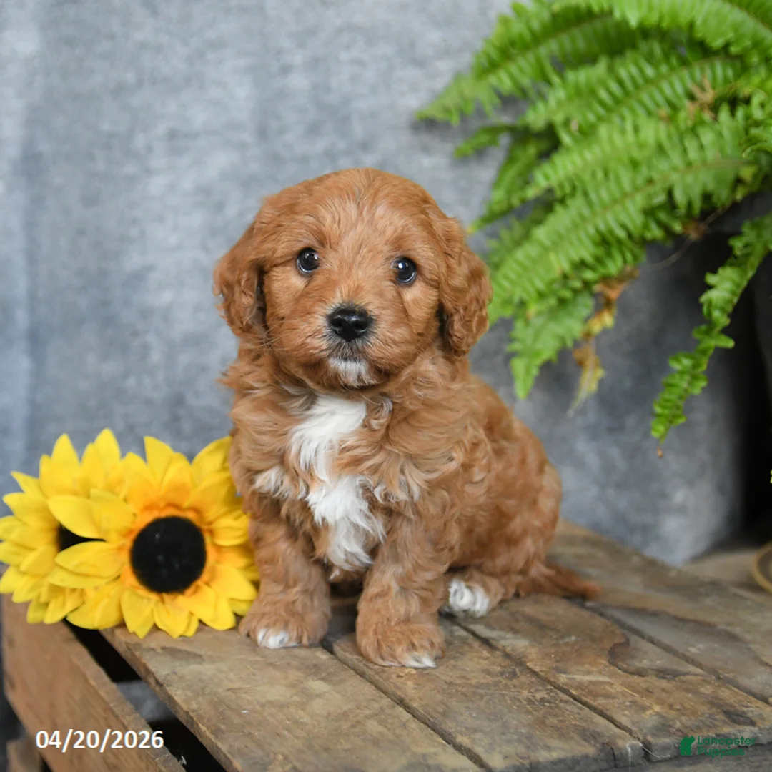 Cavachon dogs for sale: Kafe - Ad 1