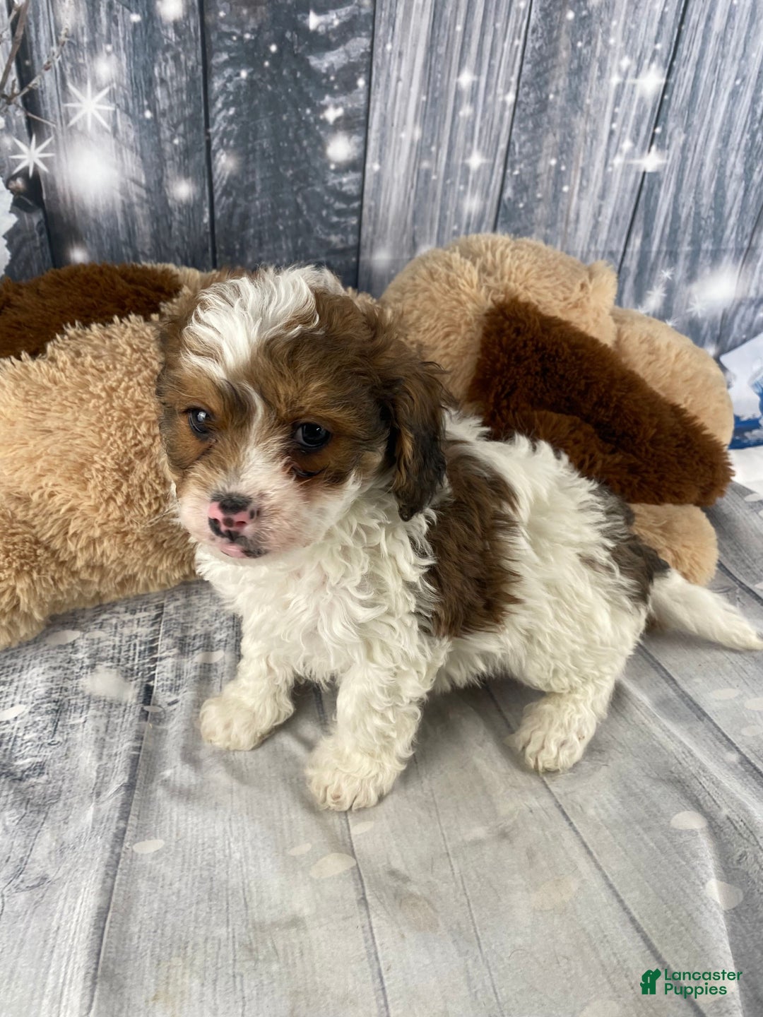 Cavapoo dogs for sale: Ranger - Ad 8