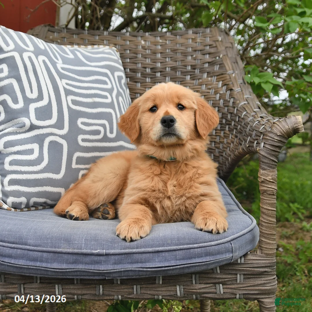 Golden Retriever dogs for sale: Marsha - Ad 5