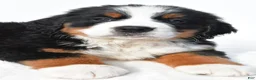 Bernese Mountain Dog dogs for sale: Bailey - Ad 8
