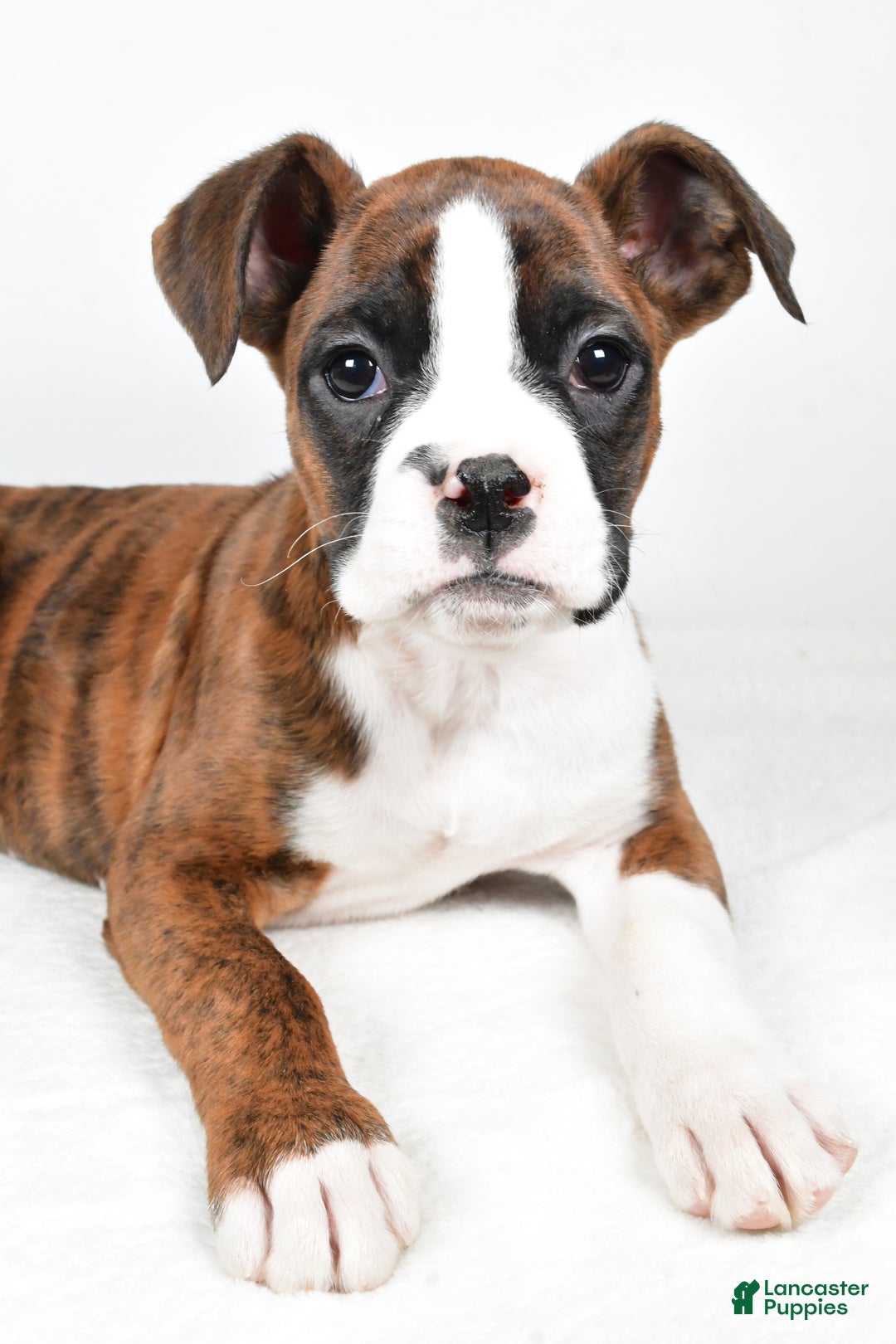 Boxer dogs for sale: Amber - Ad 2