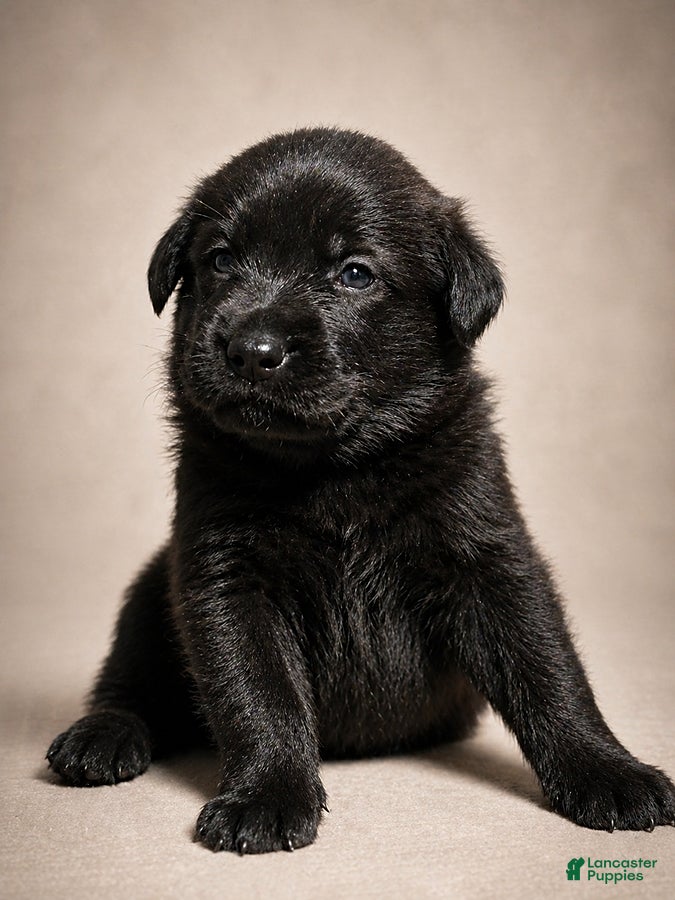 Golden Shepherd dogs Rebel - Ad 5