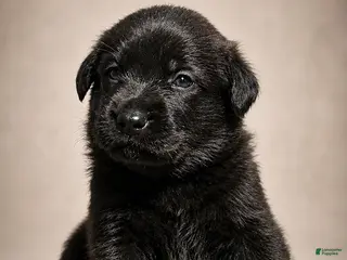 Golden Shepherd dogs Rebel - Ad 5