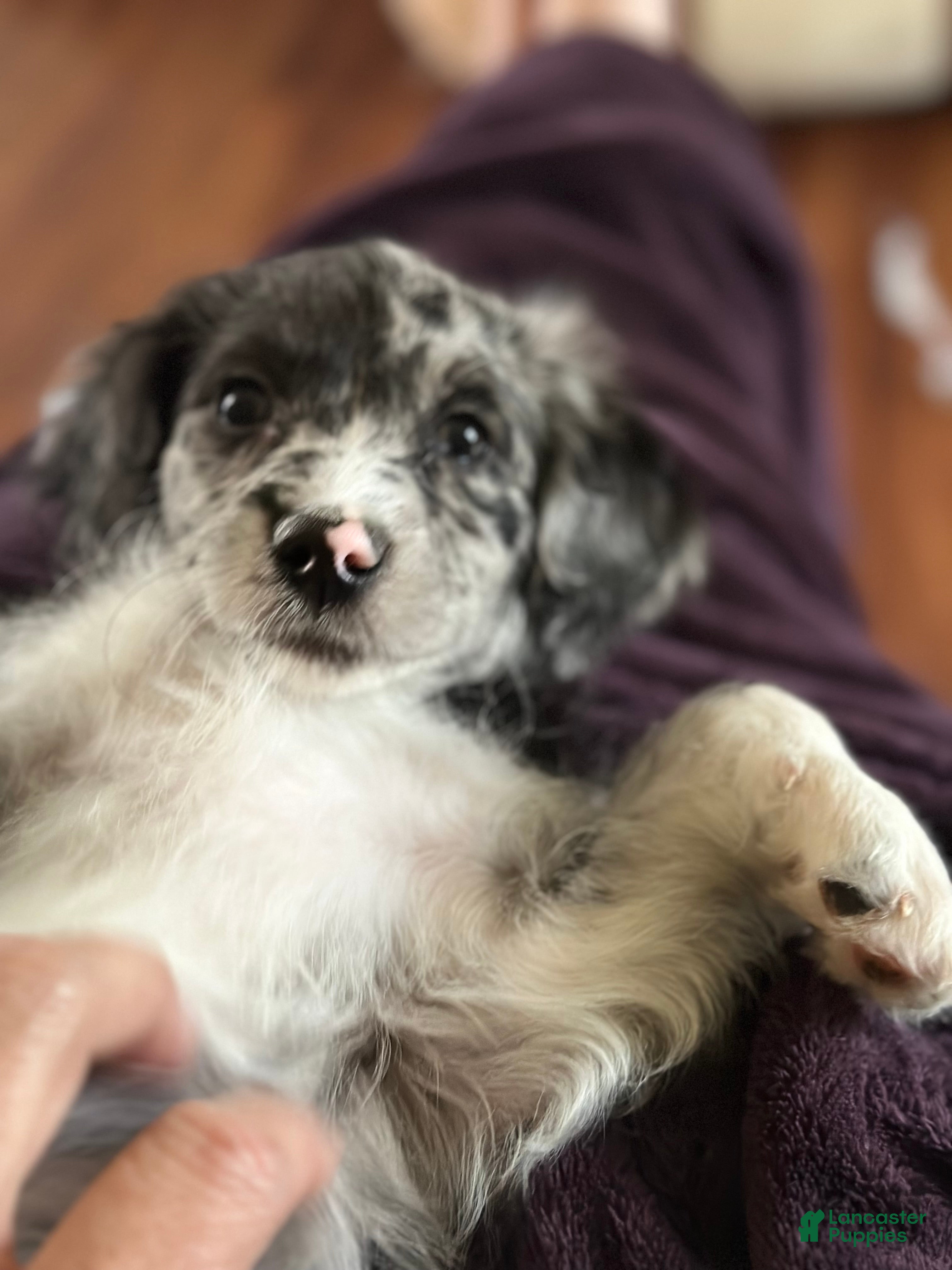 Mini Goldendoodle dogs Minni - Ad 2