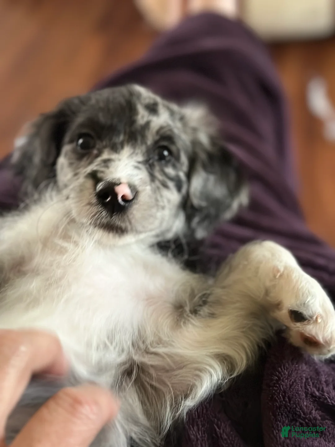 Mini Goldendoodle dogs for sale: Minni - Ad 2