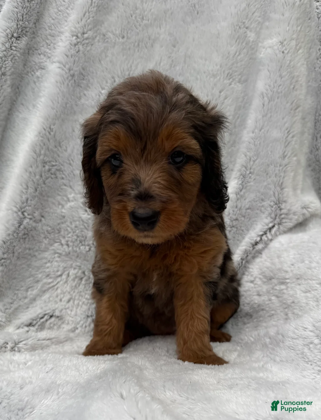 Goldendoodle dogs for sale: Stella - Ad 1