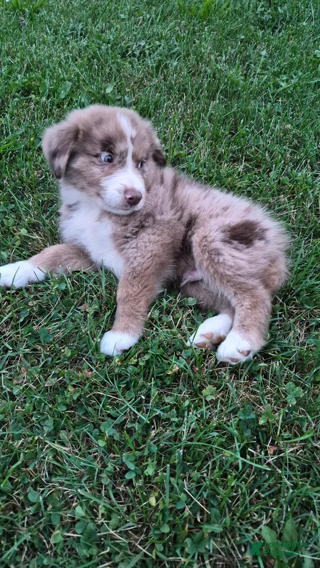 Australian Shepherd dogs for sale: Gunner, A.S.5 - Ad 2
