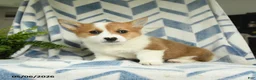 Welsh Corgi Pembroke dogs for sale: Paris - Ad 2