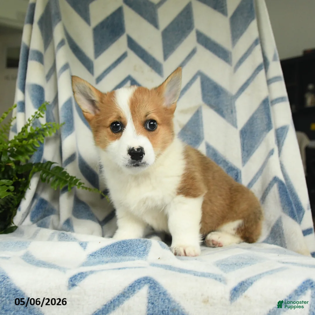 Welsh Corgi Pembroke dogs for sale: Paris - Ad 2