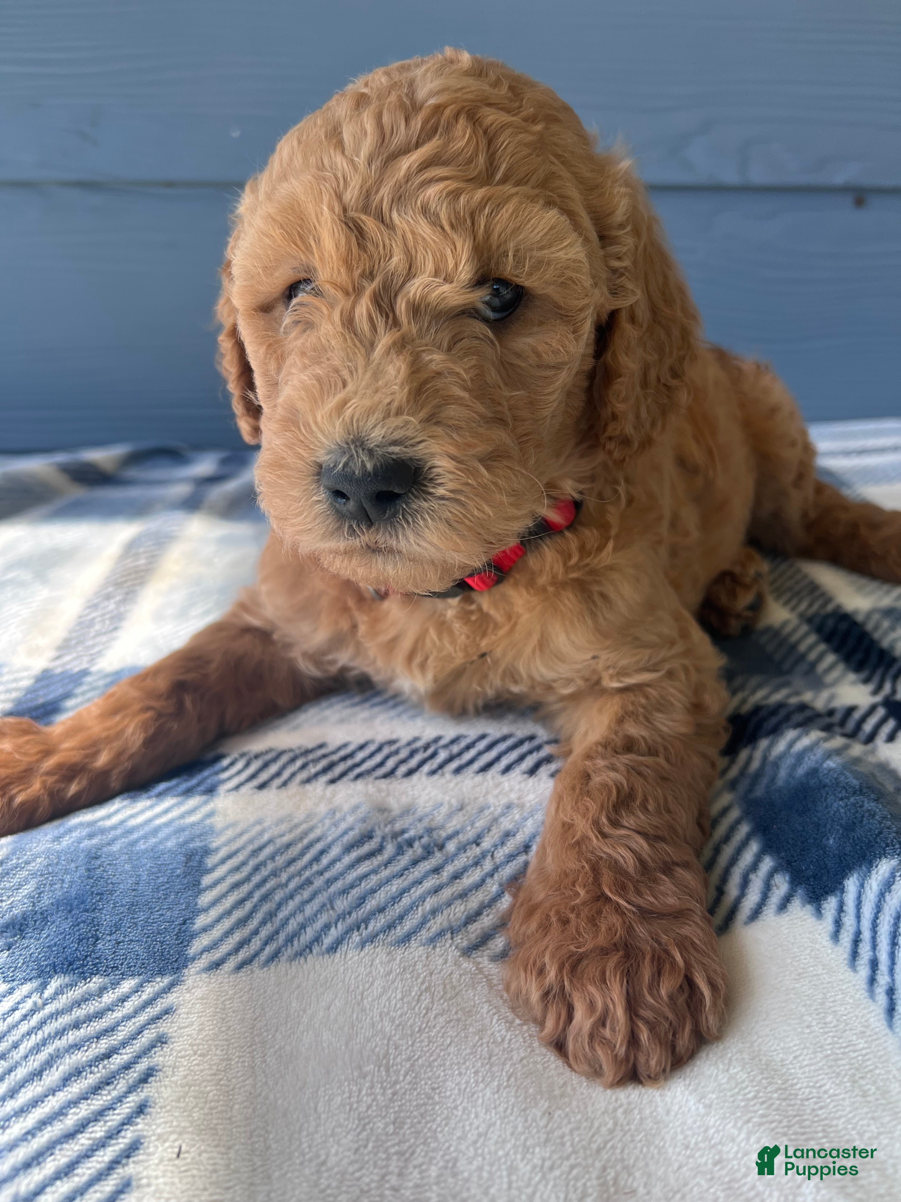 Goldendoodle dogs for sale: The Sweet Teddy Bear - Ad 1