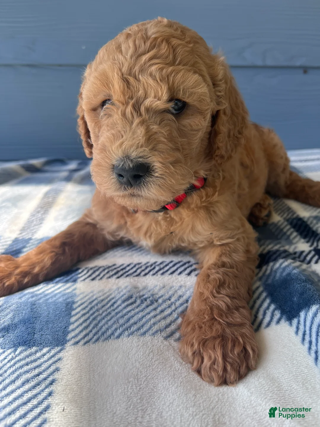 Goldendoodle dogs for sale: The Sweet Teddy Bear - Ad 1
