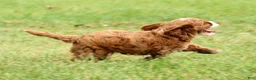 Cavapoo dogs for sale: Parker - Ad 9