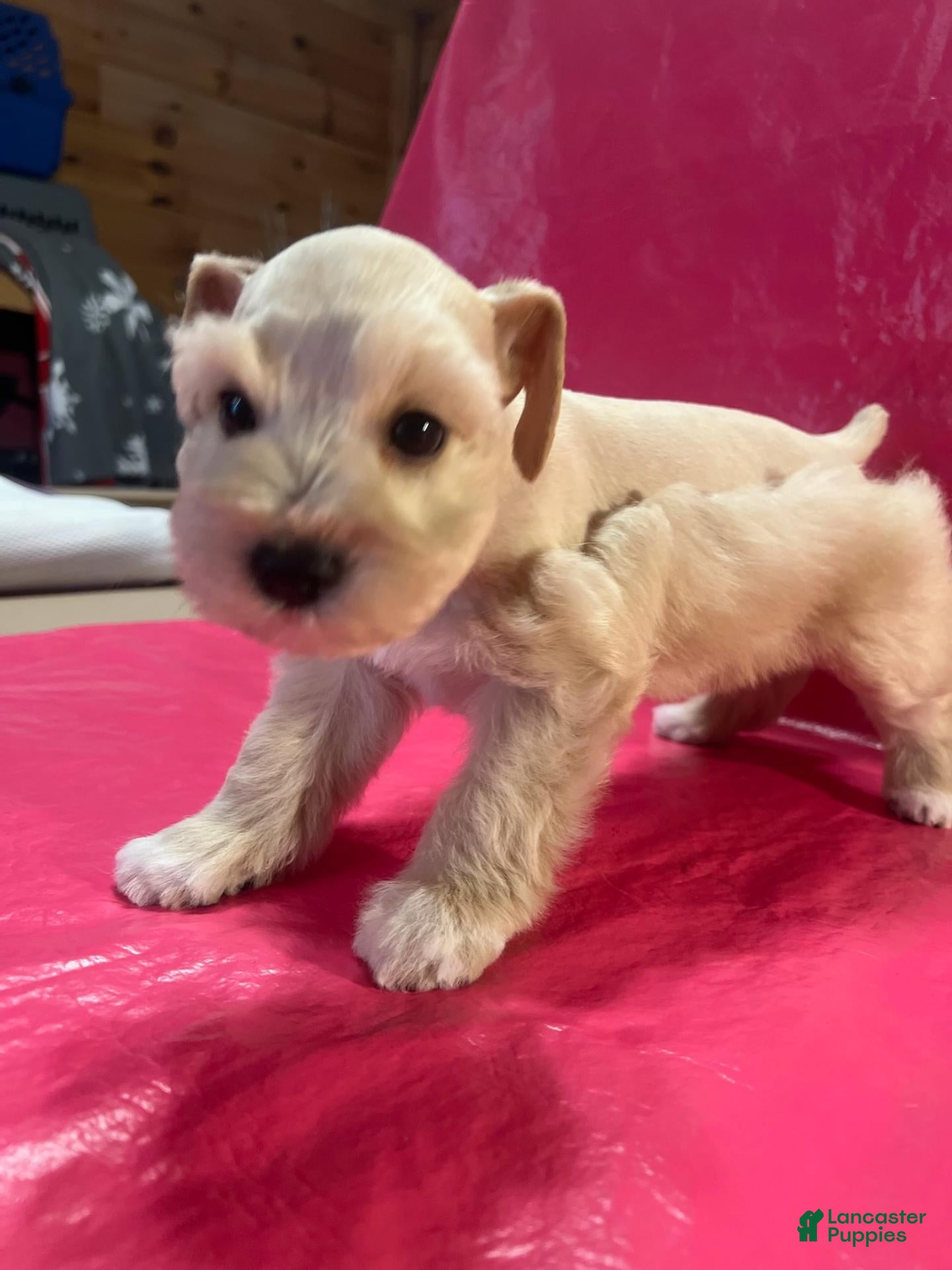 Miniature Schnauzer dogs for sale: Tinker (Light red with white paws & chest) - Ad 1