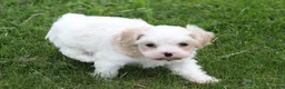 Mixed Breed dogs for sale: Mixed Breed Puppy 1 - Ad 23