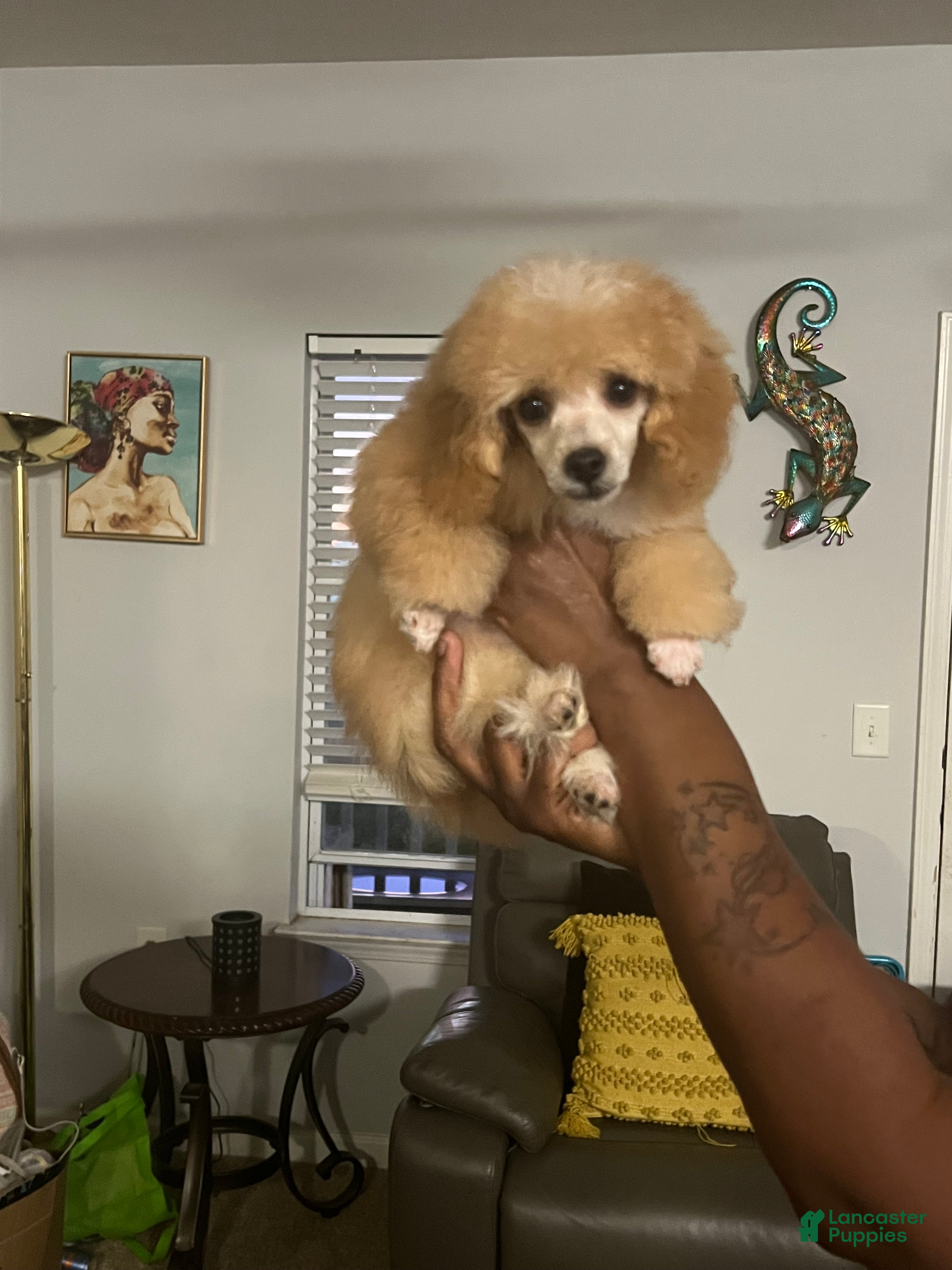 Toy Poodle dogs Toy Poodle Boy - Ad 2