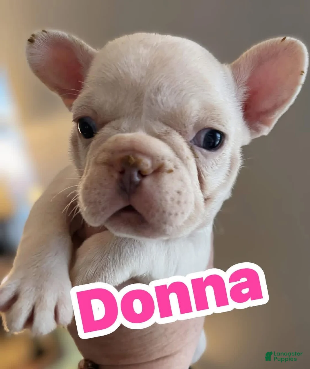 French Bulldog dogs for sale: French Bulldog Puppy 6 - Ad 1