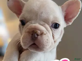 French Bulldog dogs French Bulldog Puppy 6 - Ad 35