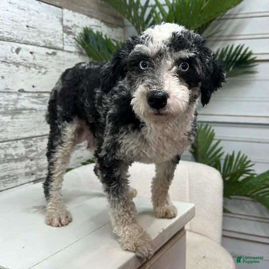 Mini Bernedoodle dogs for sale: Flint - Ad 3