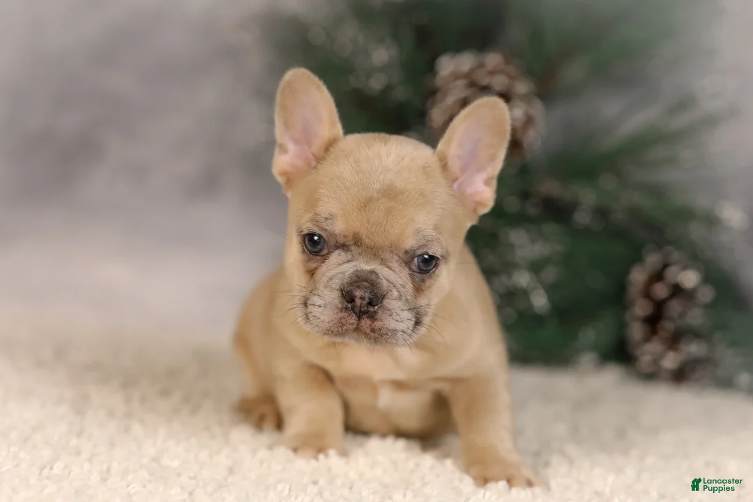 French Bulldog dogs for sale: Amy - Ad 2